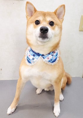 猿川ナップちゃん