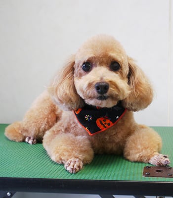 小野ハナちゃん