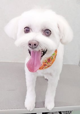 中山マルちゃん