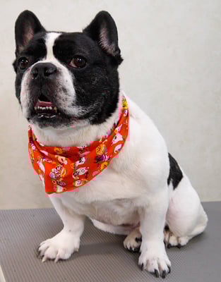 池田ゲンタちゃん