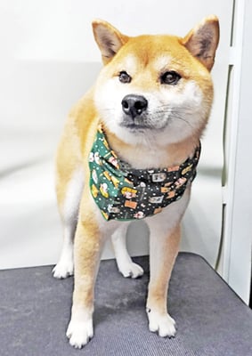 林サンクちゃん