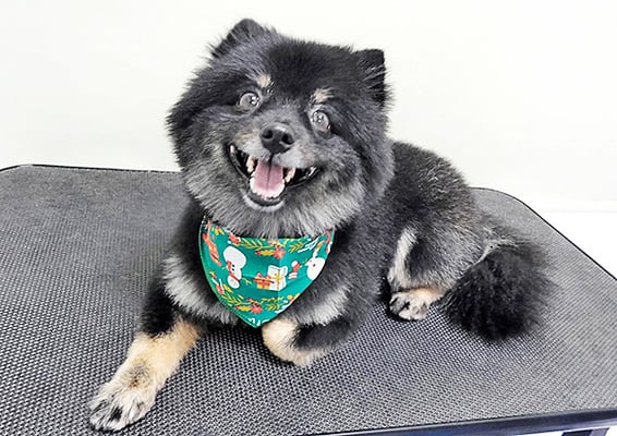 福山ポパイちゃん