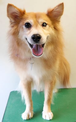 村松ゴンちゃん