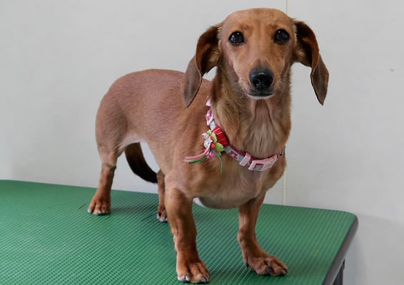 別府モモちゃん