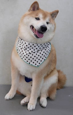 竹崎クウちゃん