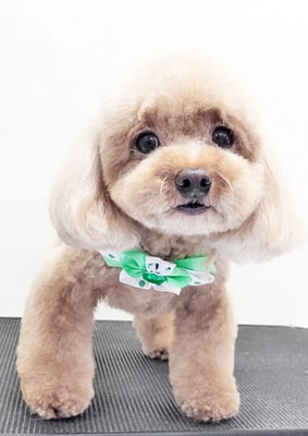 木浦モカちゃん