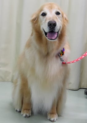 園田ファミレちゃん