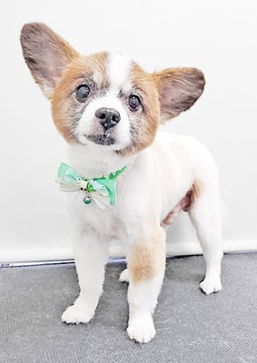 靜ウーフちゃん