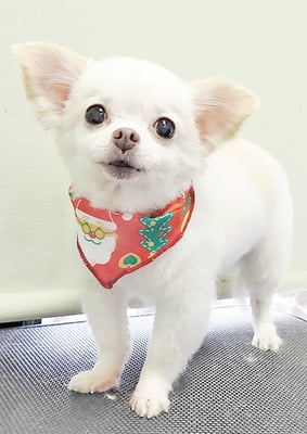 上馬場ゆきちゃん