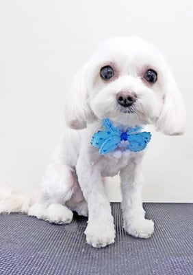 前原バニラちゃん