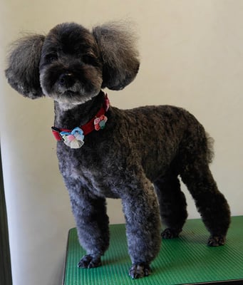 本渡プリンちゃん