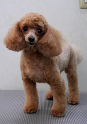 森崎ネネちゃん