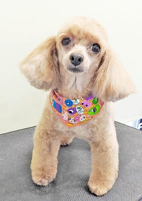 森崎ネネちゃん