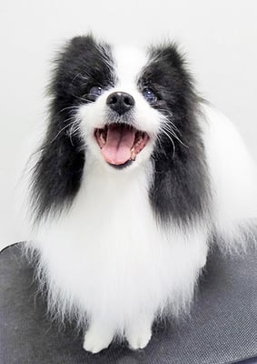 八木マリアンちゃん