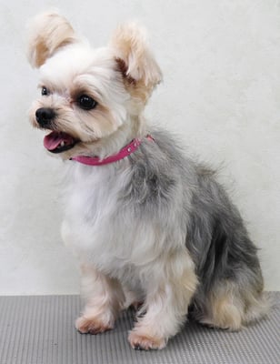 岡元ベリーちゃん