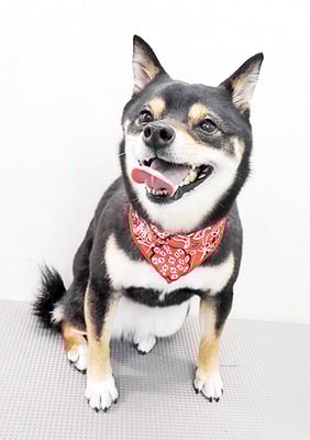 中尾あんずちゃん