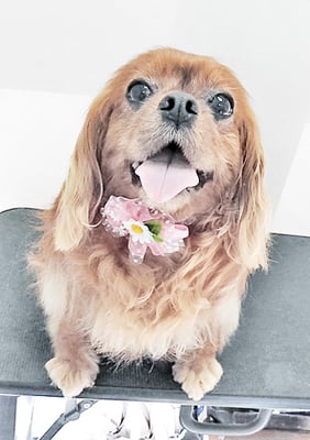 橋口ルビーちゃん