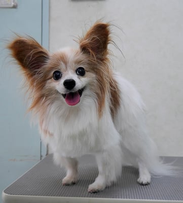 児島ヴィヴィアンちゃん