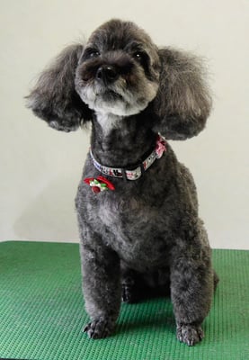 本渡プリンちゃん