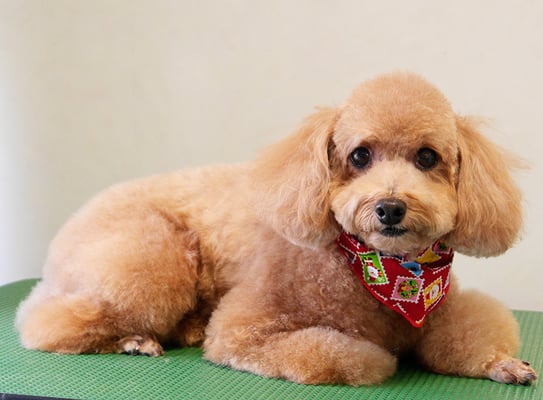 小野ハナちゃん