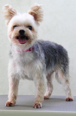 岡元ベリーちゃん