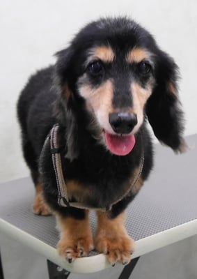 齊野平サンジちゃん