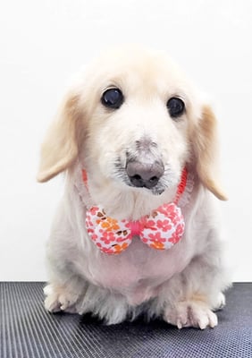 鳥越ハッピーちゃん