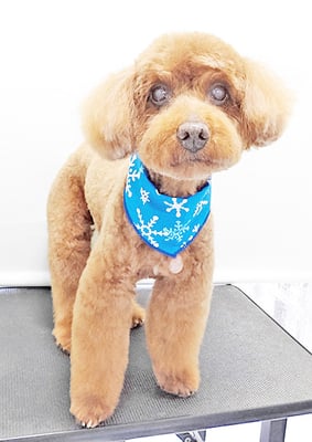 佐々木マルちゃん