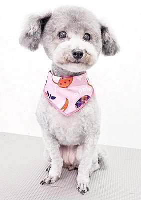 田中シュクルちゃん