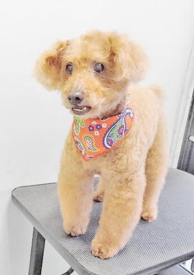 前田ソルファちゃん