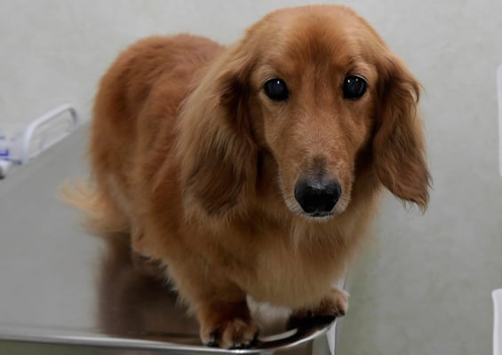 崎戸ジュリアちゃん