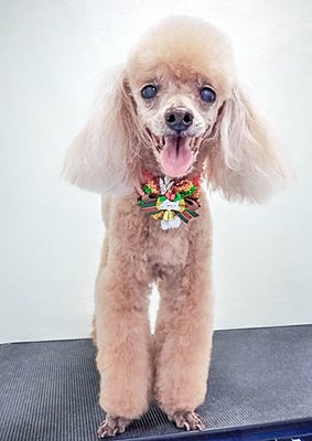 平松クーちゃん