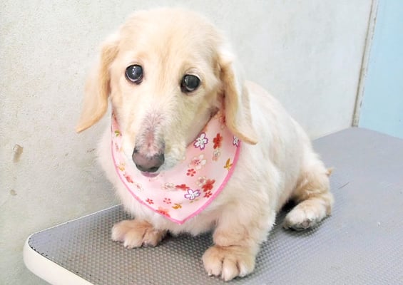 鳥越ハッピーちゃん