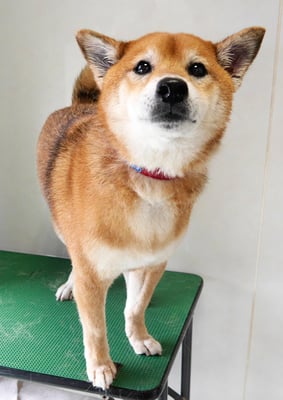 大井ジュンちゃん