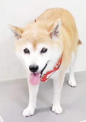 小田ハルちゃん