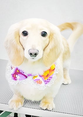 松村エルちゃん