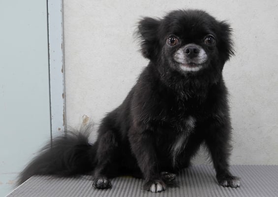 森崎シロちゃん