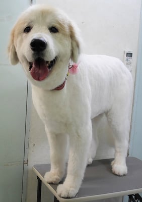 田代メイちゃん