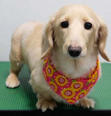 鳥越ハッピーちゃん