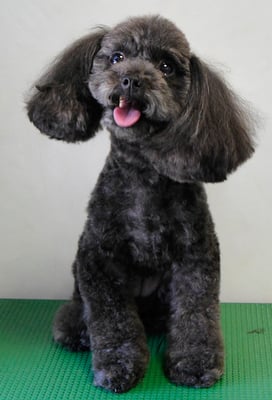 森崎ラブちゃん