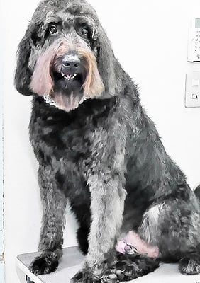 田代ロッティちゃん