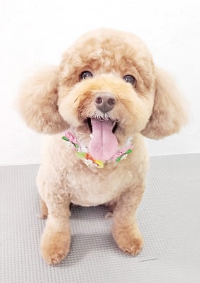 木村プリンちゃん