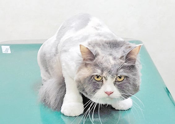 井之上サクちゃん