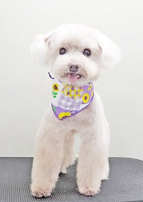 田淵コマロちゃん