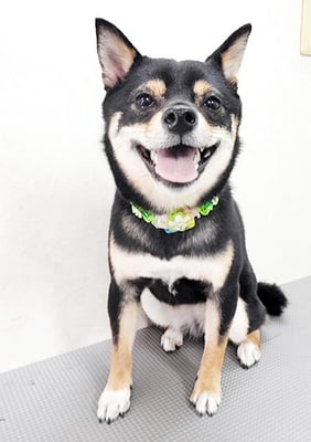 中尾あんずちゃん