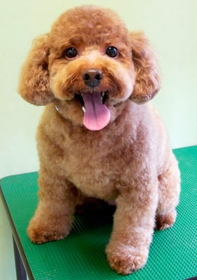 木村プリンちゃん