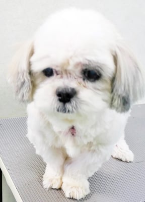 山本サランちゃん