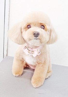 丸山小琴ちゃん