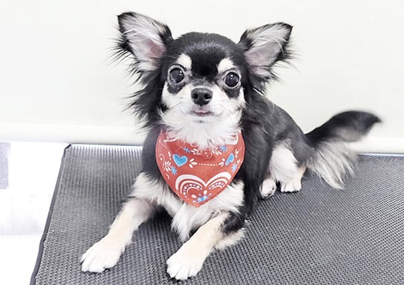 岩元ココちゃん