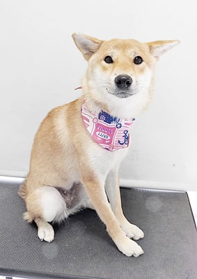 玖須ルビーちゃん